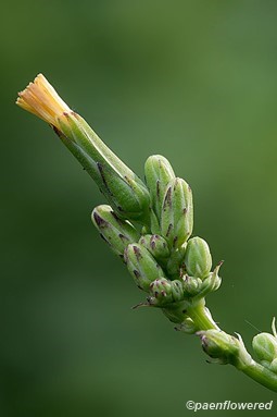Flower buds